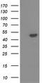 Protein Kinase C And Casein Kinase Substrate In Neurons 3 antibody, LS-C172529, Lifespan Biosciences, Western Blot image 