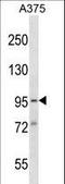 Synapse Defective Rho GTPase Homolog 1 antibody, LS-C161634, Lifespan Biosciences, Western Blot image 