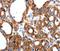 Hyperpolarization Activated Cyclic Nucleotide Gated Potassium Channel 1 antibody, orb137080, Biorbyt, Immunohistochemistry paraffin image 