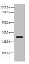 CD200 Molecule antibody, LS-C675480, Lifespan Biosciences, Western Blot image 