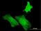H1 Histone Family Member O Oocyte Specific antibody, H00132243-B01P, Novus Biologicals, Immunocytochemistry image 