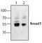 SMAD Family Member 1 antibody, AP00195PU-N, Origene, Western Blot image 