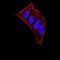 Chromobox 5 antibody, NBP2-52433, Novus Biologicals, Immunofluorescence image 
