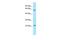 Fibroblast Growth Factor 17 antibody, PA5-45529, Invitrogen Antibodies, Western Blot image 