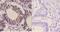 Glutamate Ionotropic Receptor AMPA Type Subunit 2 antibody, GTX66722, GeneTex, Immunohistochemistry paraffin image 