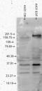 Phosphotyrosine antibody, NBP1-47562, Novus Biologicals, Western Blot image 