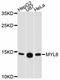 Myosin Light Chain 6 antibody, A11821, ABclonal Technology, Western Blot image 