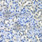 H2A Histone Family Member Z antibody, A6614, ABclonal Technology, Immunohistochemistry paraffin image 