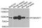 Heat Shock Transcription Factor 2 antibody, PA5-76447, Invitrogen Antibodies, Western Blot image 