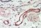 Thrombospondin 3 antibody, GTX47552, GeneTex, Immunohistochemistry paraffin image 