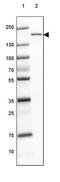 Myomesin 3 antibody, NBP1-81961, Novus Biologicals, Western Blot image 