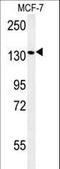 Peroxisomal Biogenesis Factor 1 antibody, LS-C163523, Lifespan Biosciences, Western Blot image 