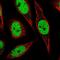 IKAROS Family Zinc Finger 1 antibody, NBP2-38242, Novus Biologicals, Immunocytochemistry image 