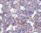 Transmembrane Channel Like 6 antibody, PA5-20504, Invitrogen Antibodies, Immunohistochemistry paraffin image 