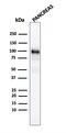 Glycoprotein 2 antibody, GTX18034, GeneTex, Western Blot image 