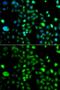 PR domain zinc finger protein 5 antibody, GTX32806, GeneTex, Immunofluorescence image 