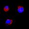 KIT Ligand antibody, AF2268, R&D Systems, Western Blot image 