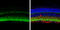 Vesicle Associated Membrane Protein 2 antibody, GTX133241, GeneTex, Immunohistochemistry paraffin image 