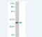 Protein S antibody, H00005627-M01, Novus Biologicals, Western Blot image 