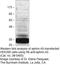 Ephrin A5 antibody, 38-0400, Invitrogen Antibodies, Western Blot image 