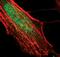 WD Repeat Domain 77 antibody, PA5-17152, Invitrogen Antibodies, Immunofluorescence image 