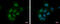 Zinc Finger MYND-Type Containing 8 antibody, GTX111462, GeneTex, Immunofluorescence image 