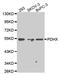 Pyruvate Dehydrogenase Complex Component X antibody, MBS127519, MyBioSource, Western Blot image 