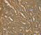 Glycogen Phosphorylase L antibody, MBS2516457, MyBioSource, Immunohistochemistry frozen image 