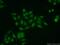 Zinc Finger Protein 24 antibody, 11219-1-AP, Proteintech Group, Immunofluorescence image 