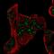 Proline Rich Nuclear Receptor Coactivator 1 antibody, NBP2-56540, Novus Biologicals, Immunofluorescence image 