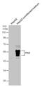 Serpin Family A Member 5 antibody, PA5-29831, Invitrogen Antibodies, Western Blot image 