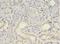 MYC Binding Protein antibody, A51221-100, Epigentek, Immunohistochemistry paraffin image 