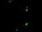 COP9 Signalosome Subunit 6 antibody, MA5-26223, Invitrogen Antibodies, Immunocytochemistry image 