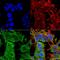 Adhesion Molecule With Ig Like Domain 1 antibody, MA5-27611, Invitrogen Antibodies, Immunofluorescence image 