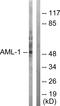 RUNX Family Transcription Factor 1 antibody, LS-C117591, Lifespan Biosciences, Western Blot image 