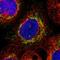 GrpE Like 2, Mitochondrial antibody, HPA023211, Atlas Antibodies, Immunocytochemistry image 