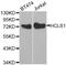 Hematopoietic Cell-Specific Lyn Substrate 1 antibody, orb135633, Biorbyt, Western Blot image 
