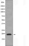 TNF Superfamily Member 15 antibody, orb225620, Biorbyt, Western Blot image 