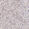 TBC1 Domain Family Member 22A antibody, NBP1-86811, Novus Biologicals, Immunohistochemistry frozen image 