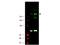 Insulin Receptor Substrate 1 antibody, P00268, Boster Biological Technology, Western Blot image 