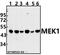Mitogen-Activated Protein Kinase Kinase 1 antibody, A00292S298, Boster Biological Technology, Western Blot image 