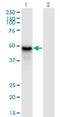 Pygopus Family PHD Finger 1 antibody, H00026108-M13, Novus Biologicals, Western Blot image 