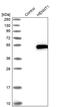HENMT1 antibody, PA5-55866, Invitrogen Antibodies, Western Blot image 