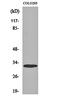 Alkaline Ceramidase 3 antibody, orb159965, Biorbyt, Western Blot image 
