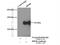RNA Binding Motif Protein 6 antibody, 14360-1-AP, Proteintech Group, Immunoprecipitation image 