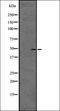 Endothelin Receptor Type B antibody, orb335598, Biorbyt, Western Blot image 