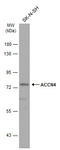 Amiloride-sensitive cation channel 4 antibody, GTX116235, GeneTex, Western Blot image 