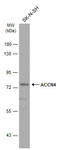 Acid Sensing Ion Channel Subunit Family Member 4 antibody, GTX116235, GeneTex, Western Blot image 