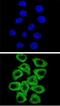 Cbp/p300-interacting transactivator 2 antibody, abx025619, Abbexa, Immunocytochemistry image 
