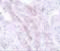 Tectonic Family Member 1 antibody, 5833, ProSci, Immunohistochemistry paraffin image 